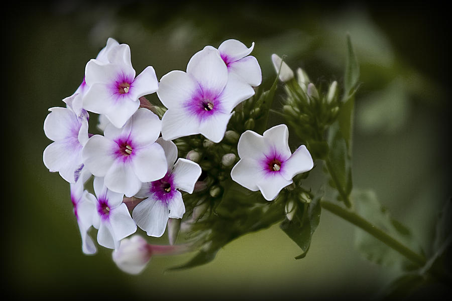 Phlox Photograph by Patricia Montgomery