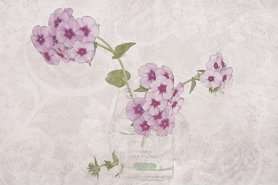 Phlox, Perfume And Lace Photograph by Sandra Foster