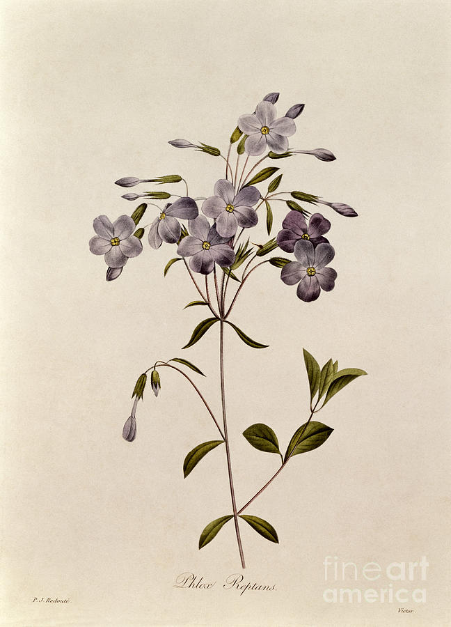 Phlox reptans Drawing by Pierre Joseph Redoute