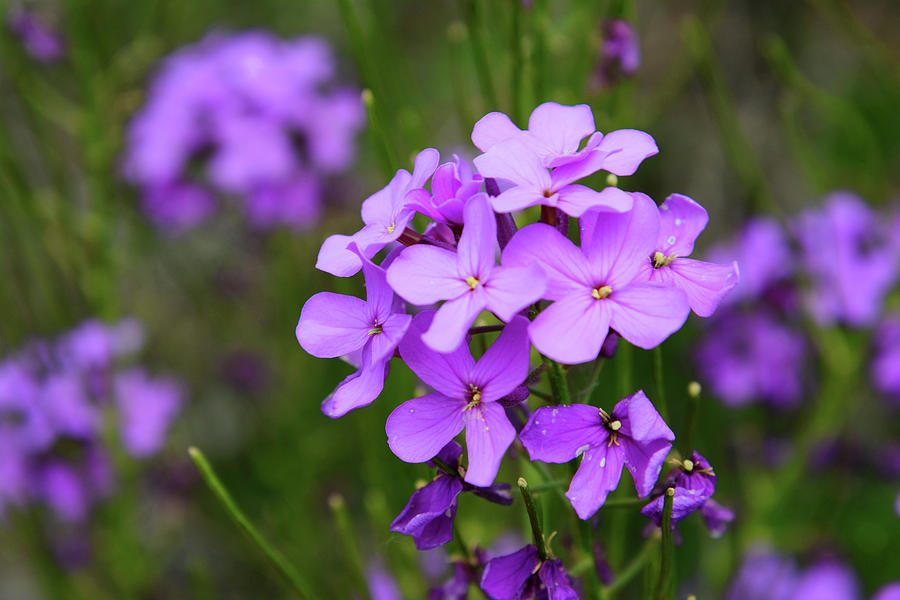 Phlox Photograph by Whispering Peaks Photography
