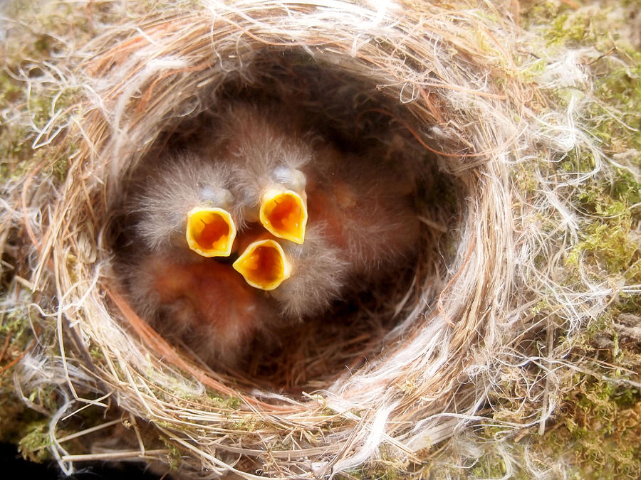 Baby Birds Photograph - Phoebe Babies by Angie Rea