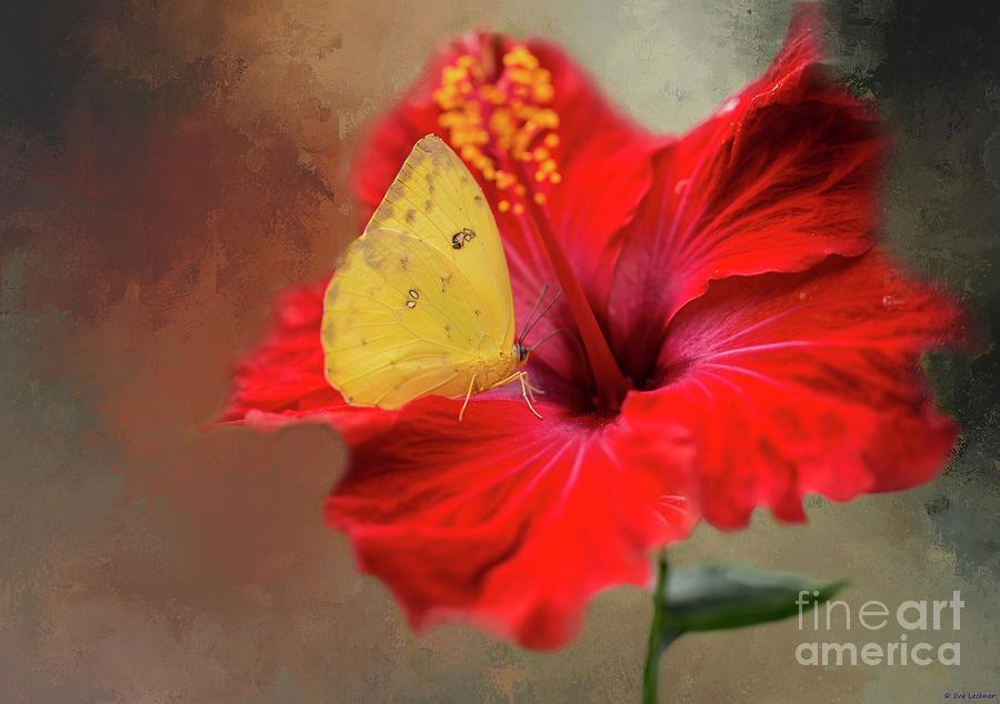 Butterfly Photograph - Phoebis Philea on a Hibiscus by Eva Lechner