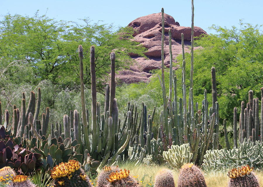 Desert Photograph - Phoenix Botanical Garden by Carol Groenen