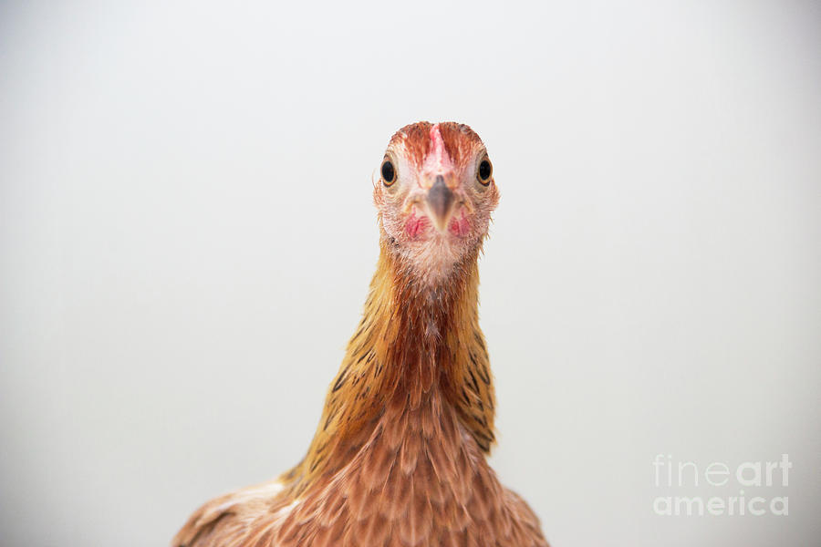 Phoenix Chicken Photograph by Jeannette Hunt