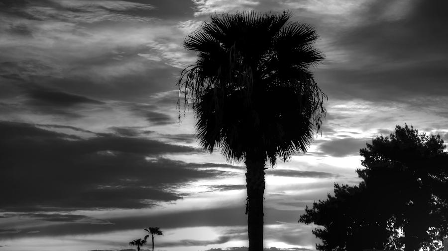 Phoenix Palm by Robert Melvin Phoenix Palm by Robert Melvin