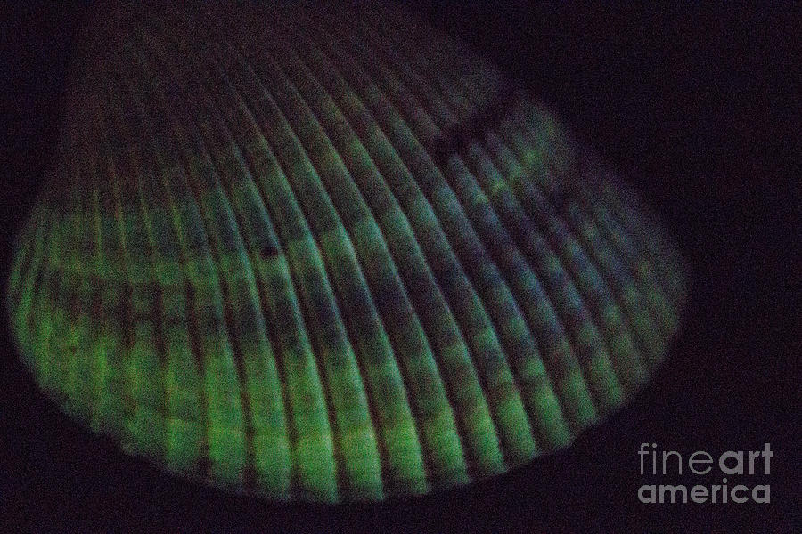 Phosphorescent Atlantic Giant Cockle Photograph by Ted Kinsman