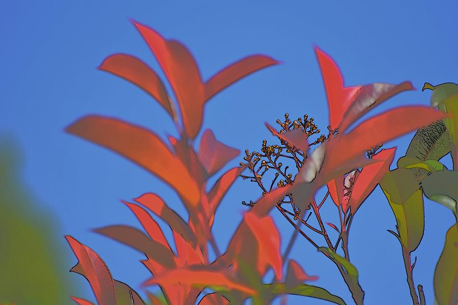 Photinia Leaves Abstract II Photograph by Linda Brody