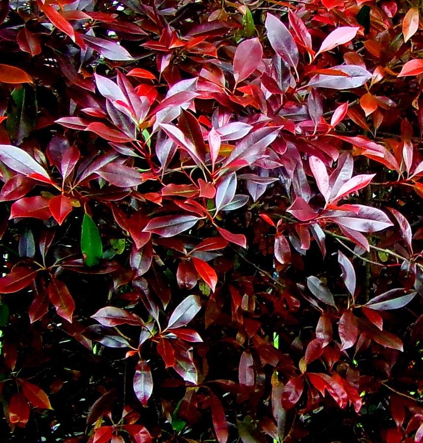 Photinia Red Photograph by Linda Chambers - Pixels