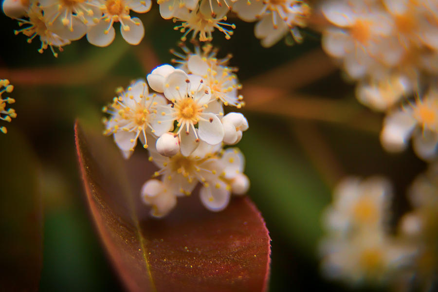 Photinias Blossoms Photograph by Micah Goff