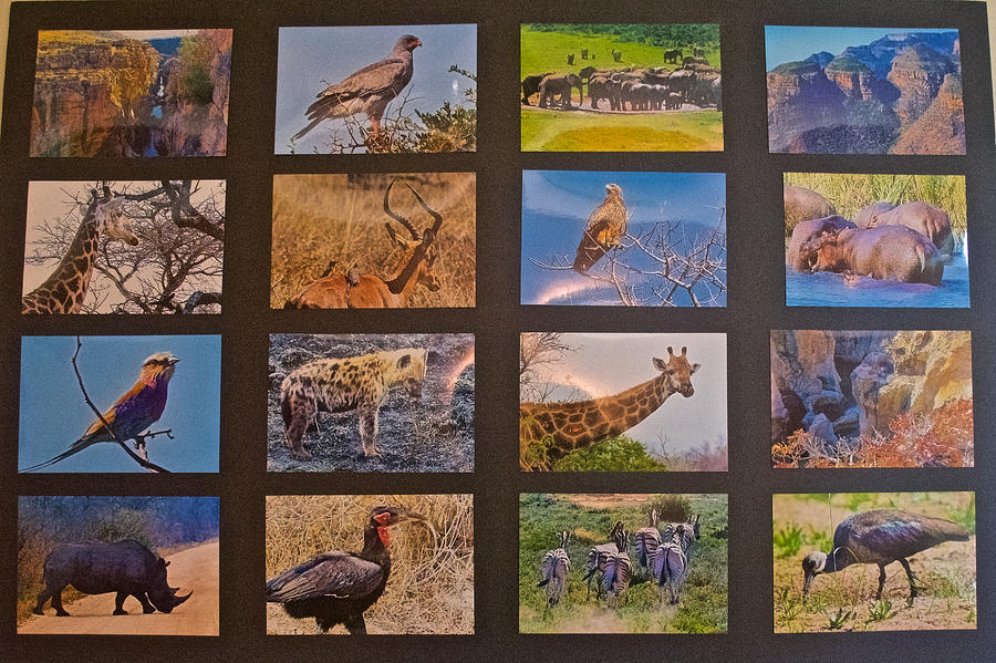Photo Assemblage of South African Fauna and Scenic Highlights Photograph by Ruth Hager