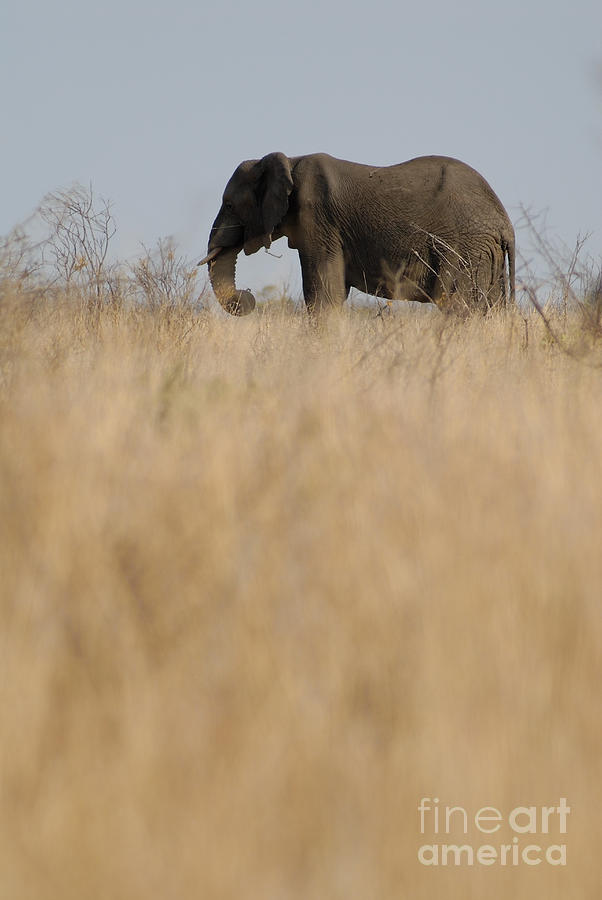 Photo of african Elephant Photograph by Sami Sarkis Photography Photo of african Elephant Photograph by Sami Sarkis Photography