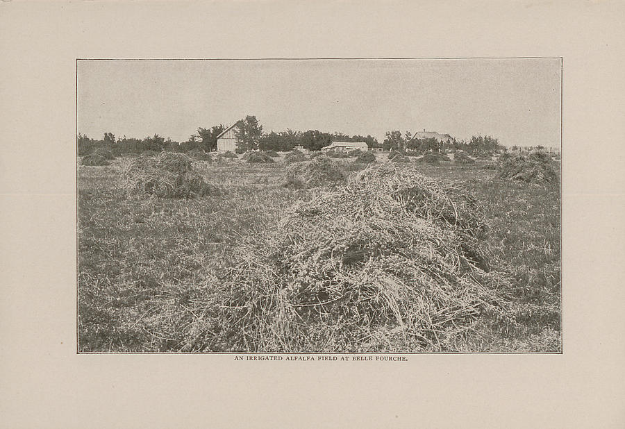 1908 Photo of Alfalfa Field at Belle Fourche Photograph by Chicago and North Western Historical Society