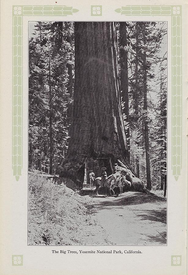 Photo of Big Trees in Yosemite From 1915 Travel and Rest in Our Wonderful West Brochure Photograph by Chicago and North Western Historical Society