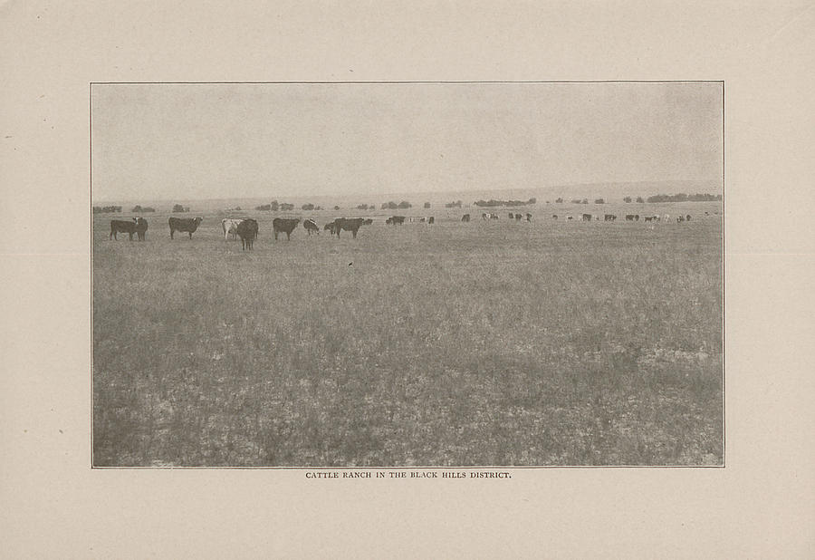 Photo of Cattle Ranch From 1908 Tour Guide Photograph by Chicago and North Western Historical Society