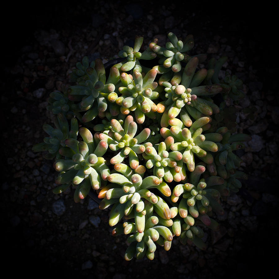 Photo Of Succulents Photograph by Catherine Lau