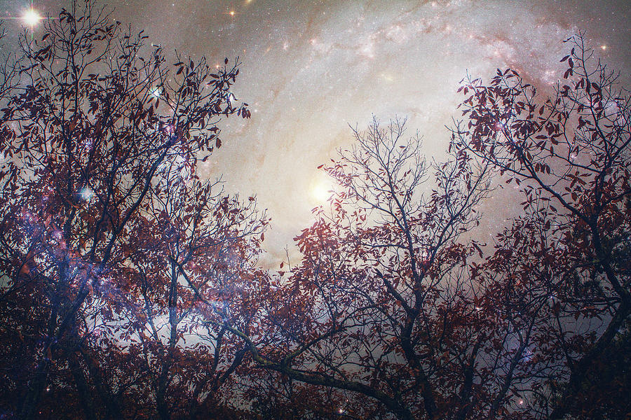 Photo Rendering of Trees and a Galaxy by Mela Luna Photo Rendering of Trees and a Galaxy by Mela Luna