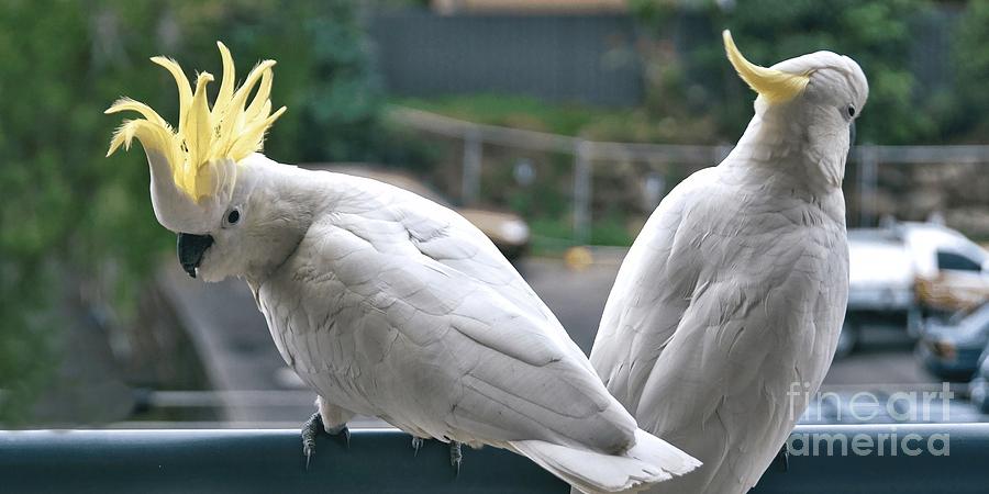 Photo Series -Two amorous Australian Sulphur Crested Cockatoos f Photograph by Geoff Childs