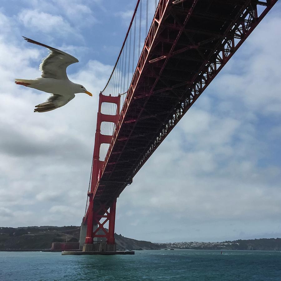 Seagull Photograph - Photobomb by Chris Feichtner
