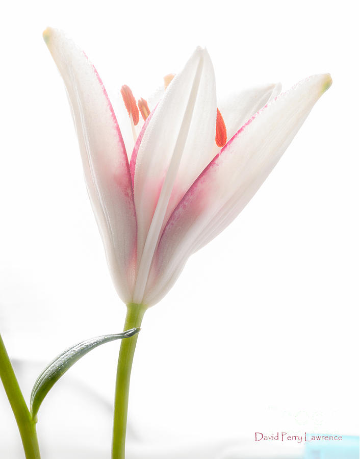 Photograph Of A Pale Lily Opening I Photograph By David Perry Lawrence