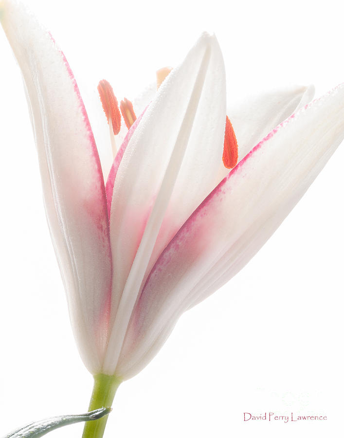 Photograph Of A Pale Lily Opening II Photograph