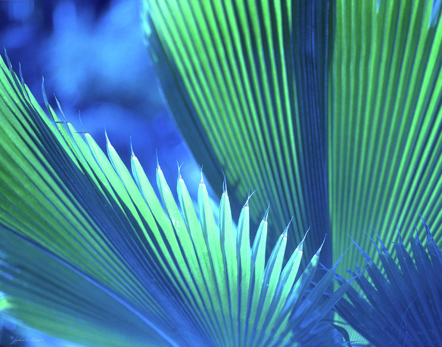 Photograph of a Royal Palm in Blue Photograph by John Harmon