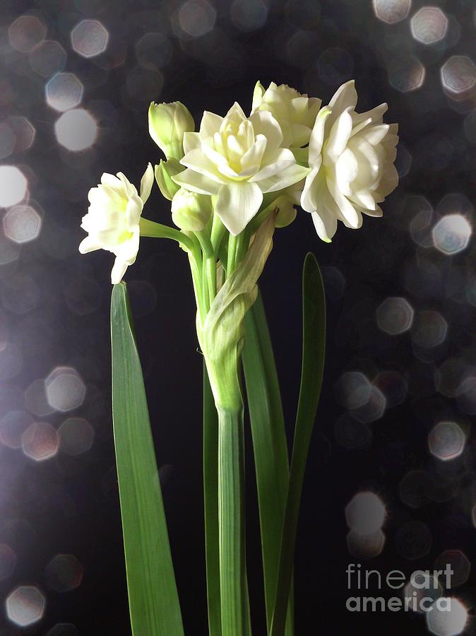 Photograph of Narcissus Erlicheer a White Flower Photograph by Delynn Addams