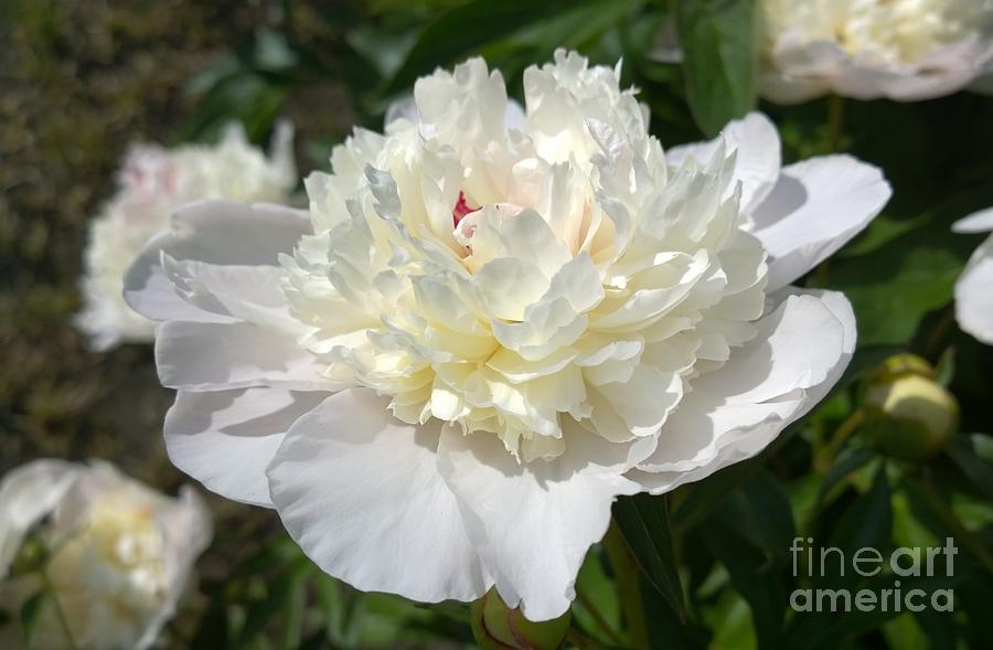 photograph White Peony Flower Photograph by Delynn Addams