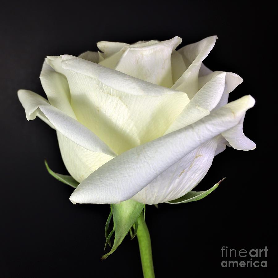 Photograph White Rose by Delynn Addams Photograph by Delynn Addams