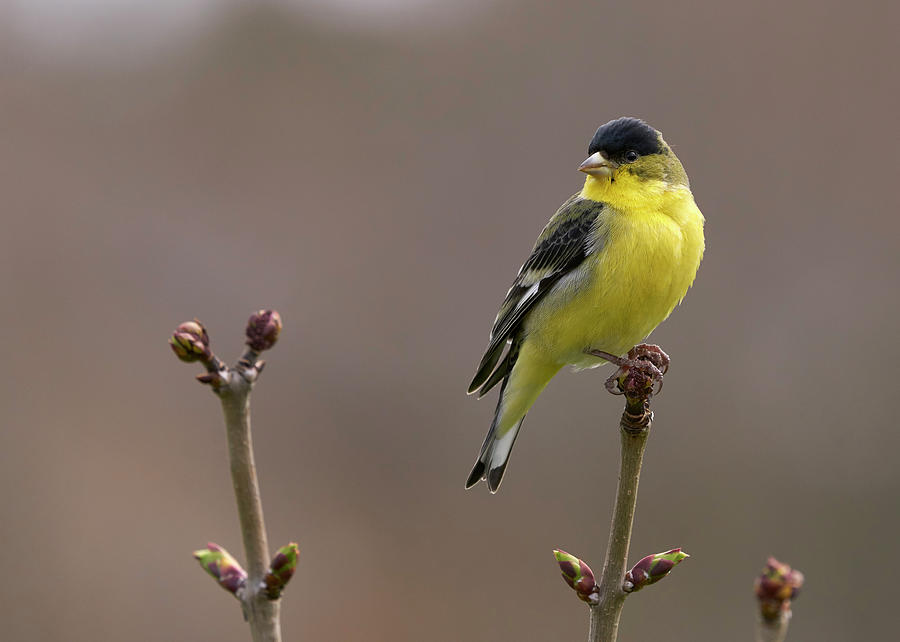 Bird Photograph - Lesser Goldfinch by Doug Herr Bird Photograph - Lesser Goldfinch by Doug Herr