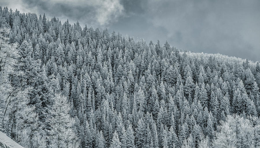 Winter Pines Photograph by Lou Novick