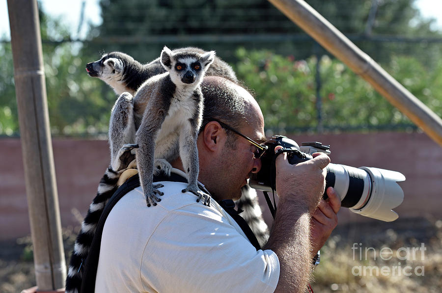Photographer with lemurs on him Photograph by George Atsametakis