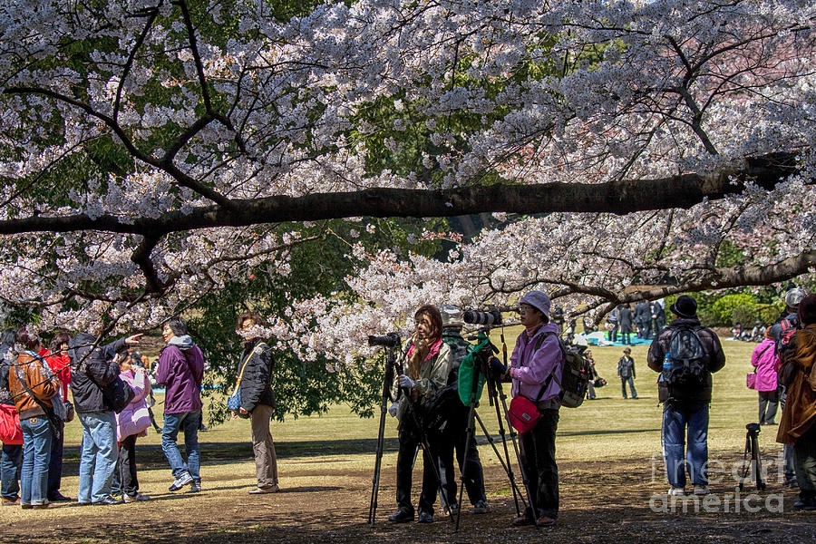 Photographers during the cherry blossom celebration in Tokyo Photograph by Patricia Hofmeester