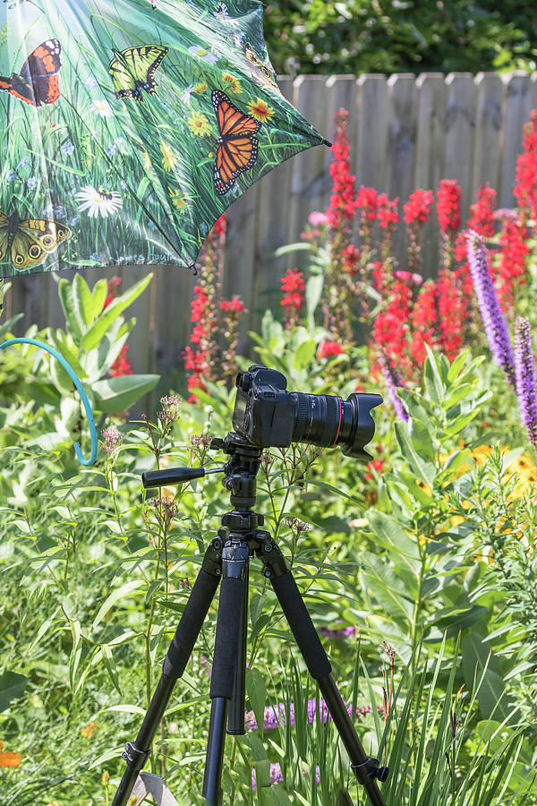 Photographing In My Garden Photograph by Thomas Young