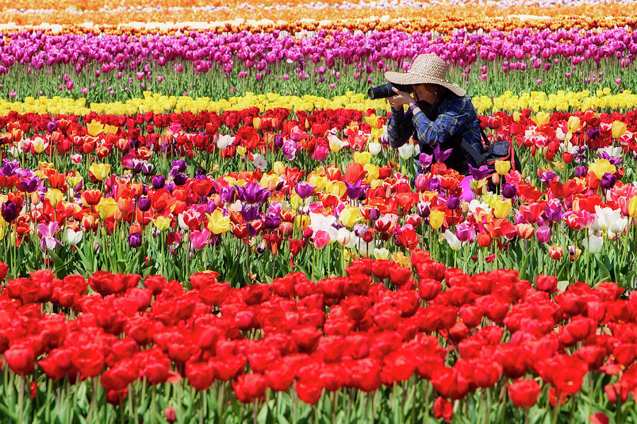 Photographing Tulips Photograph by Jerry Fornarotto