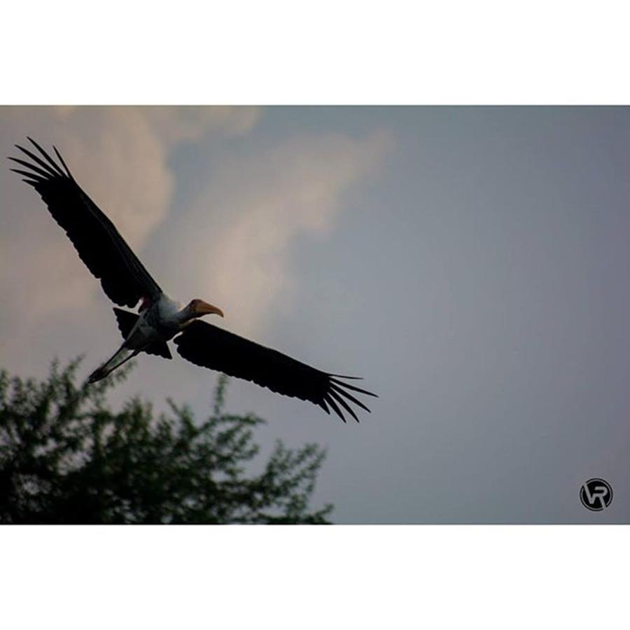 Wildlife Photograph - #photograpy #bird #nikon #photooftheday by Vikas Rathee