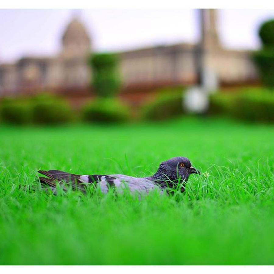 Nature Photograph - #photooftheday #pigeon #nikon by Vikas Rathee