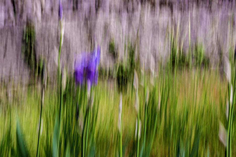 Photopainted Irises  Photograph by Wolfgang Stocker