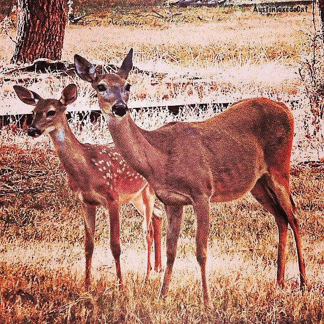 Deer Photograph - Photoshopping My Two Favorite #deer by Austin Tuxedo Cat