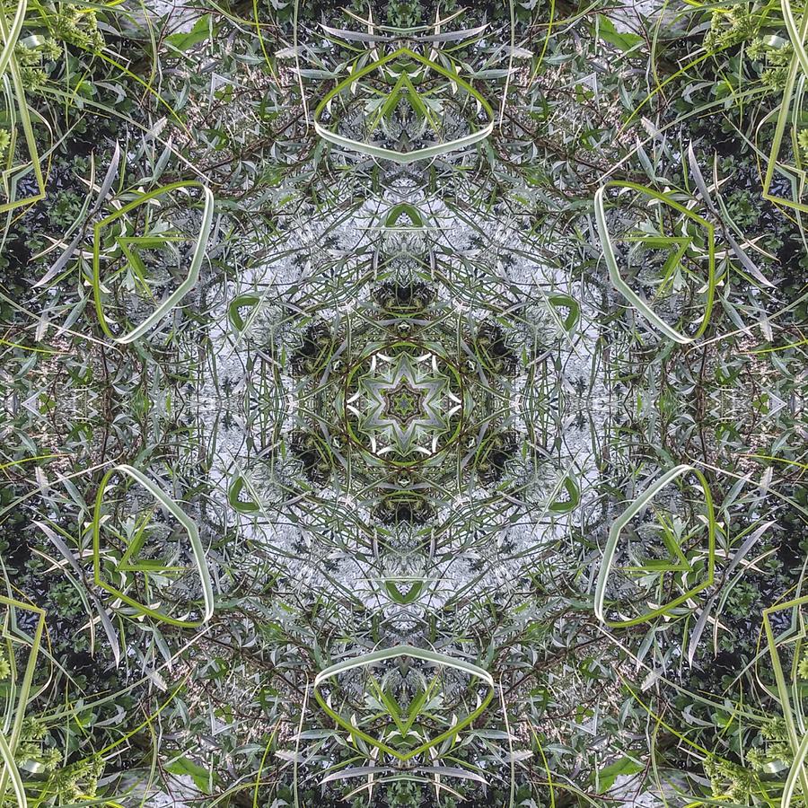 Photosynthesis Digital Art by Cepiatone Fine Art Callie E Austin