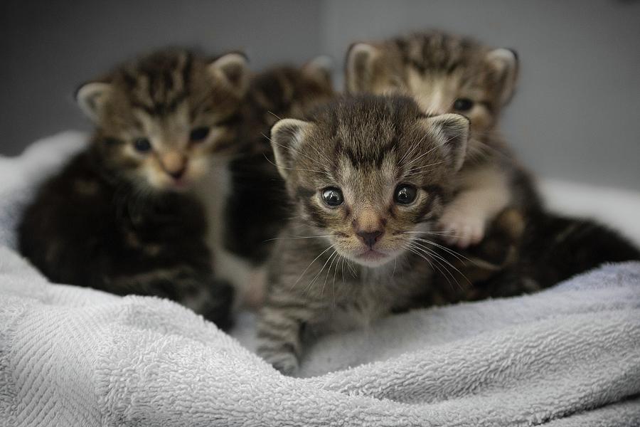 Photp of a group of cuddly kittens Photograph by Artpics