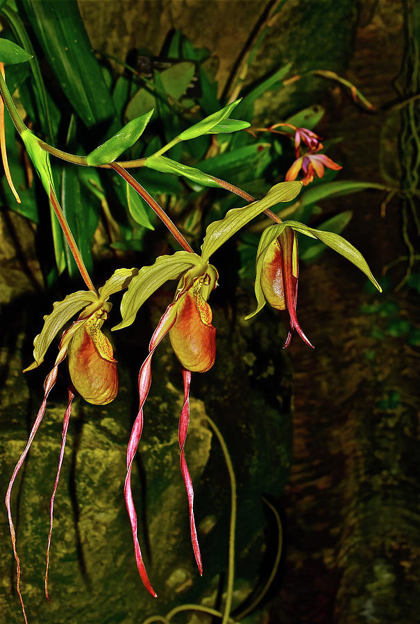 Phragmipedium Orchids at the Conservatory Photograph by Janis Senungetuk