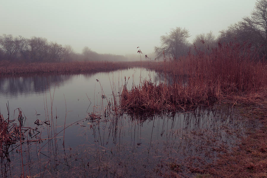 Phragmites and Fog Photograph by Andrew Pacheco