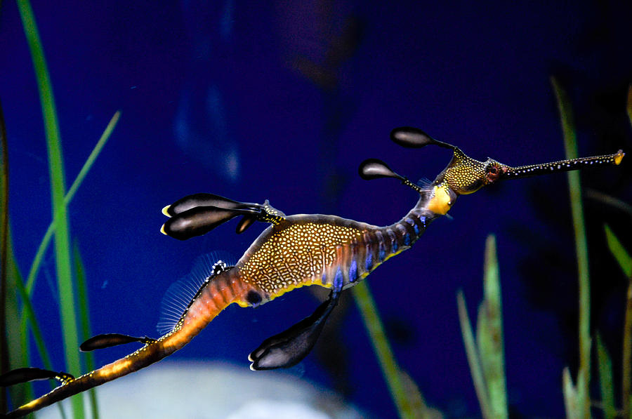 Activity Photograph - Phyllopteryx taeniolatus Sea Dragon by Freepassenger By Ozzy CG