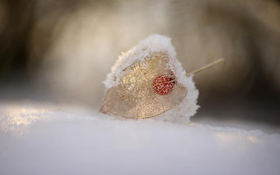Flower Photograph - Physalis In Snow by Lotte Gr?nkj?r