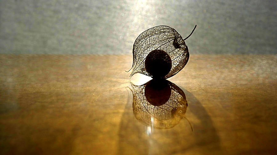 Physalis Photograph by Per Lidvall