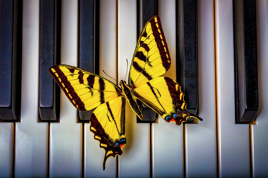 Piano Butterfly Photograph by Garry Gay