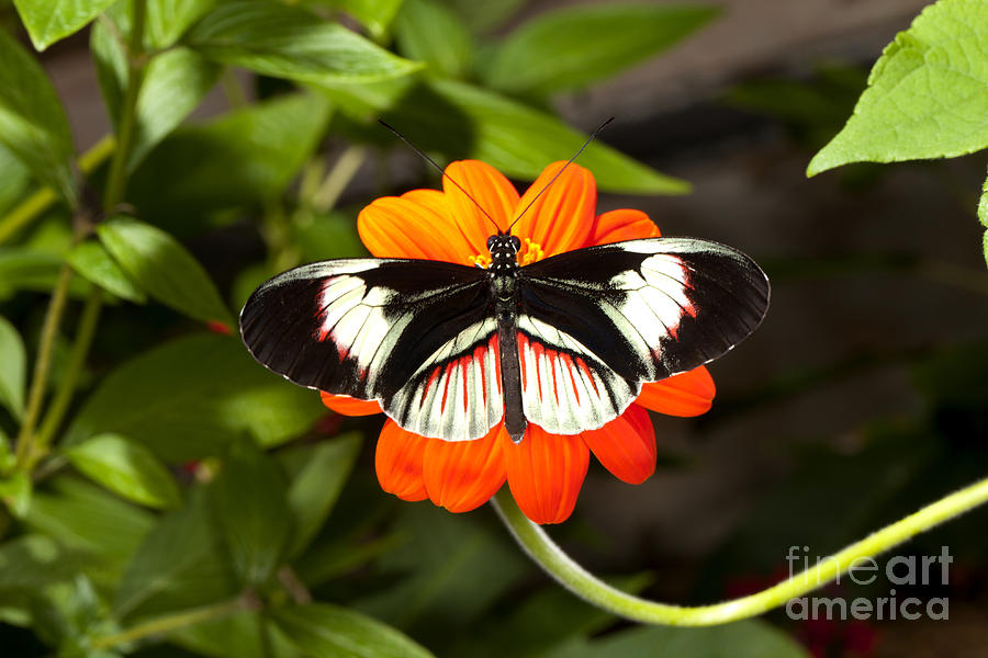 Piano Key butterflies - Heliconius melpomene Photograph by Anthony Totah