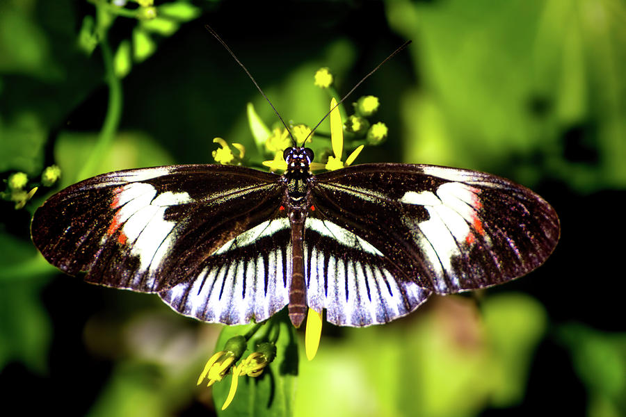 Piano Key Butterfly Photograph by Mark Andrew Thomas