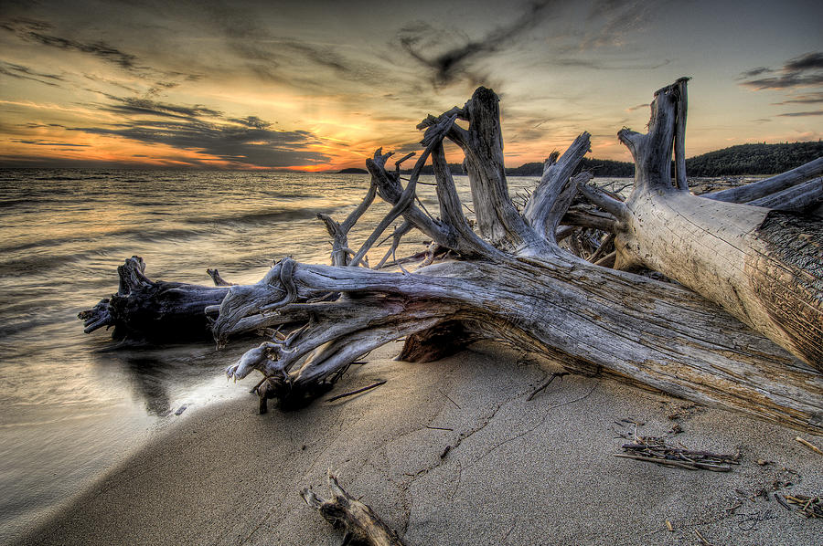 Pic Driftwood Photograph by Doug Gibbons