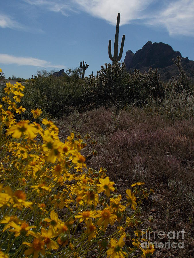 Picacho Peak Spring Photograph by Jerry Bokowski